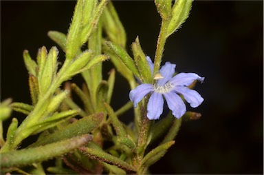 APII jpeg image of Scaevola linearis subsp. linearis  © contact APII