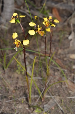 APII jpeg image of Diuris pardina  © contact APII