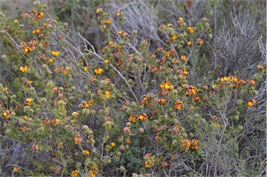 APII jpeg image of Pultenaea acerosa  © contact APII