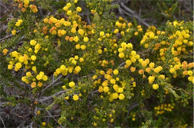 APII jpeg image of Acacia paradoxa  © contact APII