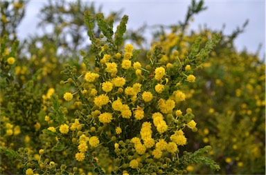 APII jpeg image of Acacia paradoxa  © contact APII