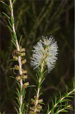 APII jpeg image of Melaleuca lanceolata  © contact APII