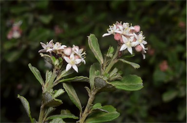 APII jpeg image of Pomaderris obcordata  © contact APII