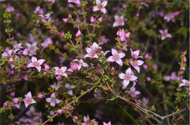 APII jpeg image of Boronia inornata subsp. leptophylla  © contact APII