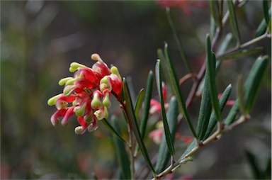 APII jpeg image of Grevillea aspera  © contact APII