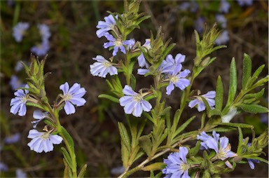 APII jpeg image of Scaevola linearis subsp. linearis  © contact APII