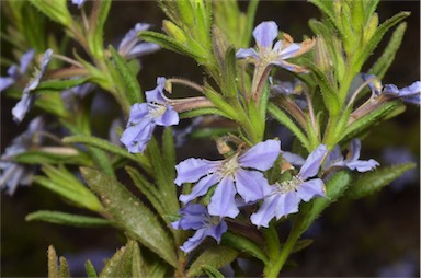 APII jpeg image of Scaevola linearis subsp. linearis  © contact APII