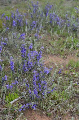 APII jpeg image of Dampiera rosmarinifolia  © contact APII