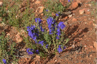 APII jpeg image of Dampiera rosmarinifolia  © contact APII