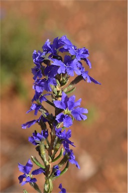 APII jpeg image of Dampiera rosmarinifolia  © contact APII