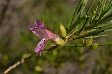 APII jpeg image of Eremophila alternifolia  © contact APII