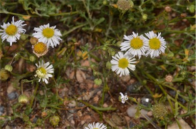 APII jpeg image of Brachyscome ciliaris var. lanuginosa  © contact APII