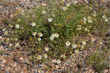 APII jpeg image of Brachyscome ciliaris var. lanuginosa  © contact APII