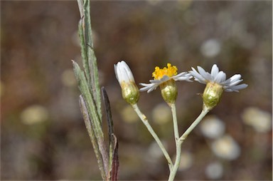 APII jpeg image of Rhodanthe corymbiflora  © contact APII