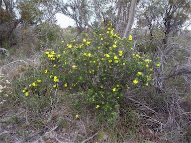 APII jpeg image of Hibbertia platyphylla subsp. major  © contact APII