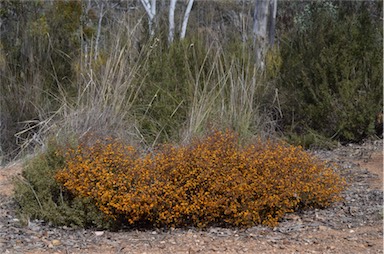 APII jpeg image of Pultenaea microphylla  © contact APII