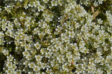 APII jpeg image of Leptospermum polygalifolium 'Little Bun'  © contact APII