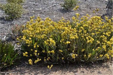 APII jpeg image of Conostylis aculeata  © contact APII