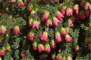 APII jpeg image of Darwinia leiostyla 'Coolamon Pink'  © contact APII