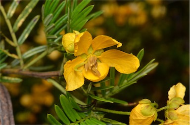 APII jpeg image of Senna aciphylla  © contact APII