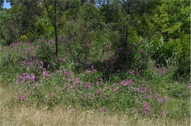 APII jpeg image of Lathyrus latifolius  © contact APII