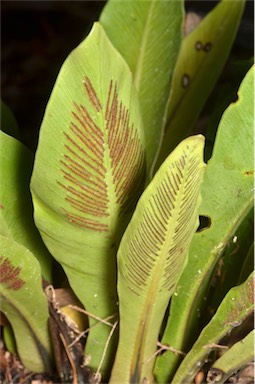 APII jpeg image of Asplenium goudeyi  © contact APII