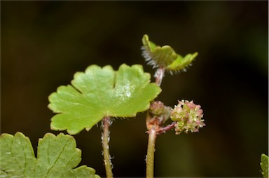 APII jpeg image of Hydrocotyle sibthorpioides  © contact APII