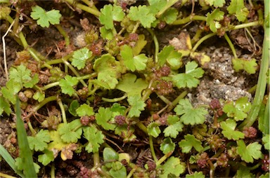 APII jpeg image of Hydrocotyle sibthorpioides  © contact APII