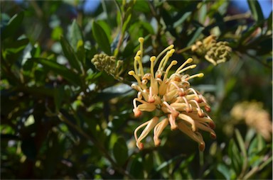 APII jpeg image of Grevillea 'Deva Gold'  © contact APII