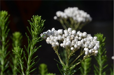 APII jpeg image of Ozothamnus 'Springtime White'  © contact APII