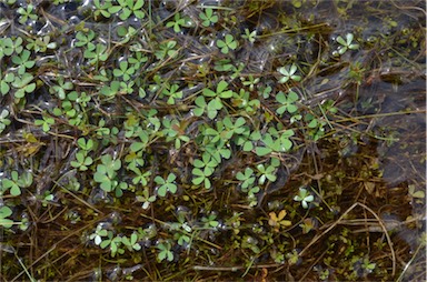 APII jpeg image of Marsilea costulifera  © contact APII