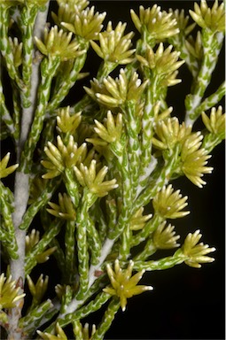 APII jpeg image of Ozothamnus cupressoides  © contact APII