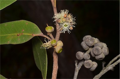 APII jpeg image of Eucalyptus camfieldii  © contact APII