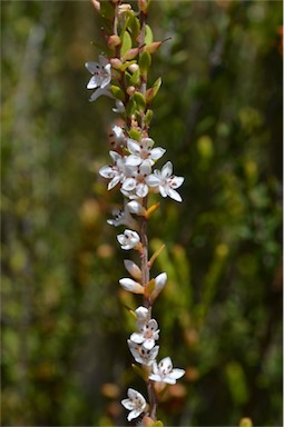 APII jpeg image of Epacris virgata  © contact APII