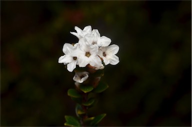 APII jpeg image of Epacris curtisiae  © contact APII