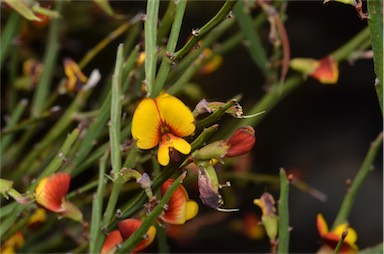 APII jpeg image of Bossiaea riparia  © contact APII