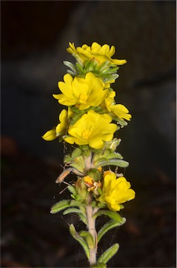 APII jpeg image of Hibbertia hirticalyx  © contact APII