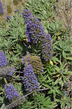 APII jpeg image of Echium candicans  © contact APII