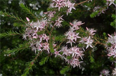 APII jpeg image of Calytrix 'Gulliver Pink'  © contact APII