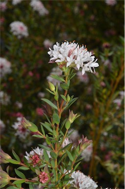 APII jpeg image of Pimelea sylvestris  © contact APII