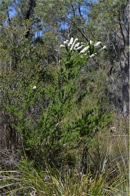 APII jpeg image of Kunzea ambigua  © contact APII