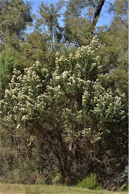 APII jpeg image of Cassinia aculeata  © contact APII