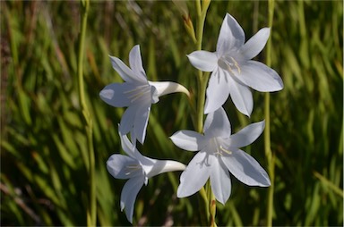 APII jpeg image of Watsonia versfeldii  © contact APII