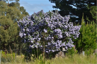 APII jpeg image of Psoralea arborea  © contact APII