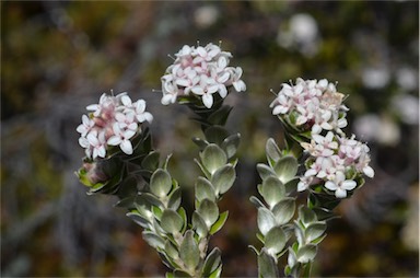 APII jpeg image of Pimelea sericea  © contact APII