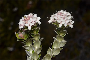 APII jpeg image of Pimelea sericea  © contact APII