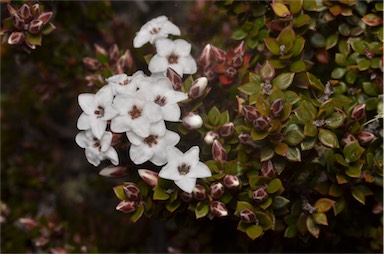 APII jpeg image of Epacris serpyllifolia  © contact APII