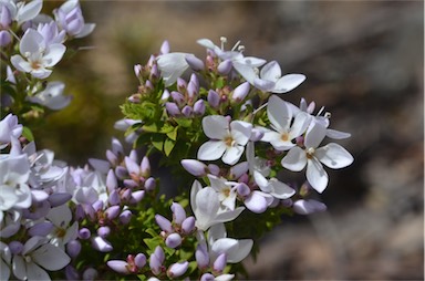 APII jpeg image of Veronica formosa  © contact APII