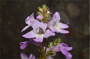 APII jpeg image of Euphrasia collina subsp. collina  © contact APII