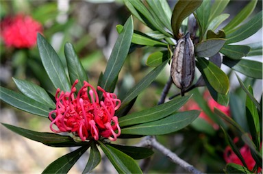 APII jpeg image of Telopea truncata  © contact APII